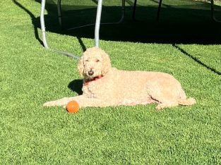 Labradoodle – Pemberton