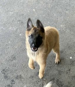 Belgian Malinois – Coffs Harbour