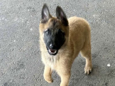 Belgian Malinois – Coffs Harbour