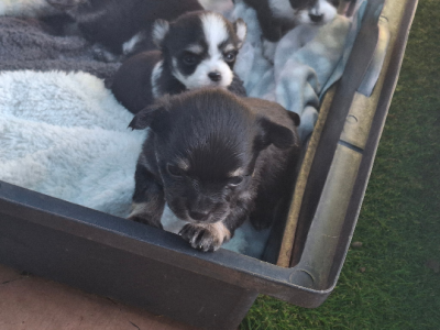 Chihuahua – Murray Bridge