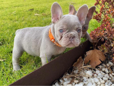 French Bulldog – Barmera