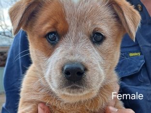 Australian Cattle Dog – Cowra