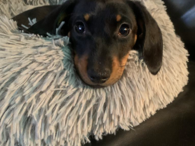Dachshund – Saint Andrews