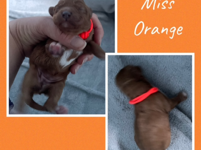 Cavoodle – Melbourne