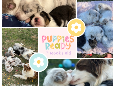 Border Collie – Ballarat