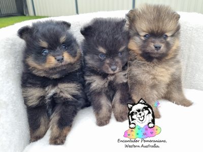 Pomeranian – Manjimup