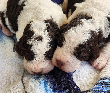 English Springer Spaniel – Fairy Meadow