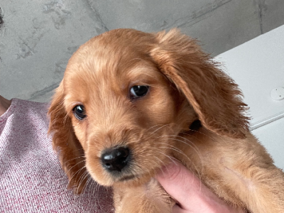 Cocker Spaniel – Kensington