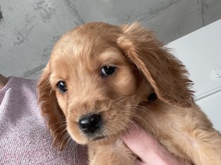Cocker Spaniel – Kensington