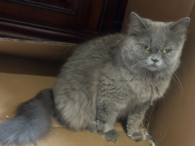 British Blue – Harkness