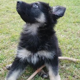 German Shepherd – Susan River