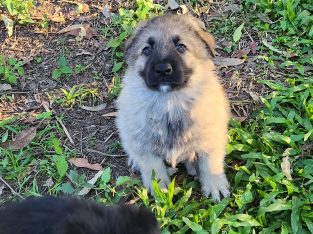 German Shepherd – Susan River