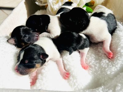 Mini Foxy – Coolup