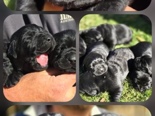 Labrador Retriever – Carnamah