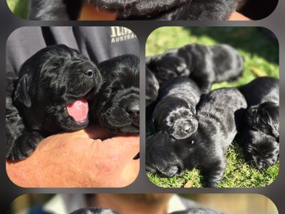 Labrador Retriever – Carnamah