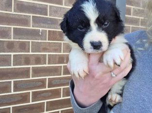 Border Collie – Cameron Park