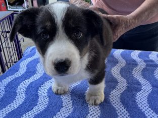 Dogs – Slacks Creek