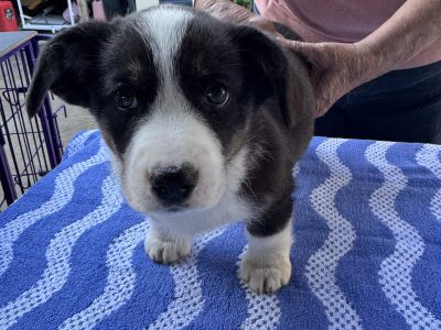 Dogs – Slacks Creek