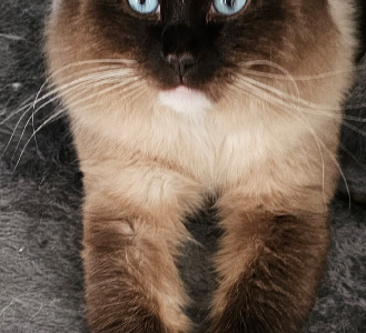 Ragdoll – Dandenong North