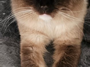 Ragdoll – Dandenong North