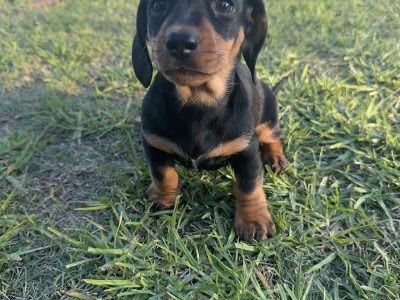 Dachshund – Howlong