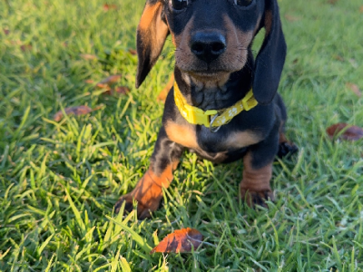 Miniature Dachshund – Howlong