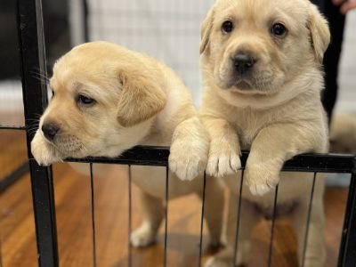 Labrador Retriever – Mornington