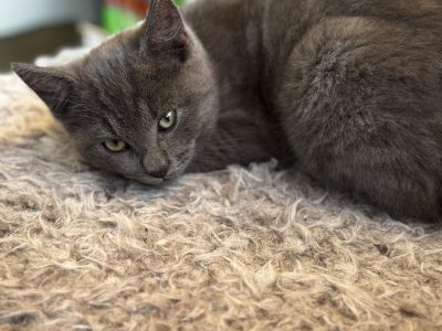 Ragdoll – Greystanes