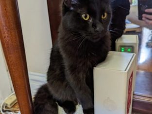 Other Cats – Bexley North