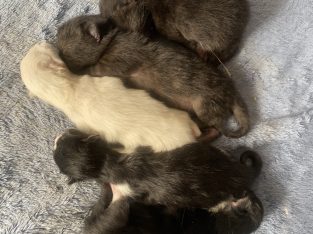 Ragdoll – Brisbane