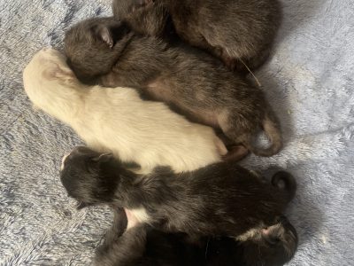 Ragdoll – Brisbane