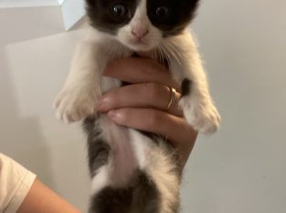 Ragdoll – Godwin beach