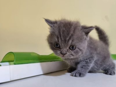 British Shorthair – Rockingham