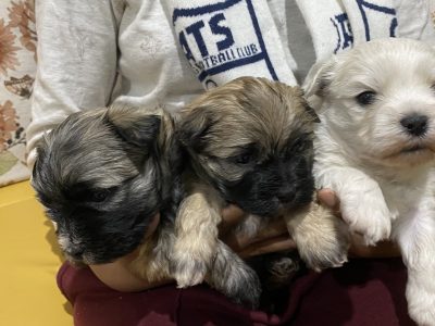 Maltese Shih Tzu – Melton