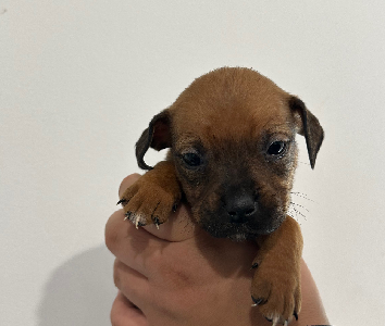 Other Dogs – Frankston