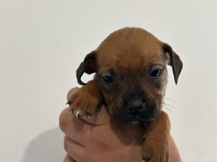 Other Dogs – Frankston