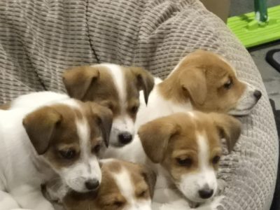 Jack Russell – Dalyston