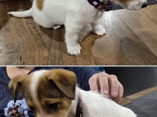 Jack Russell – Dalyston