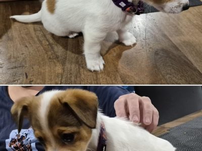 Jack Russell – Dalyston
