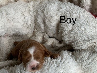 Cavoodle – Sutherland Shire