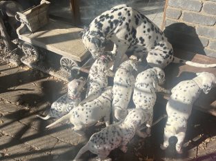 Dalmatian – Nicholson