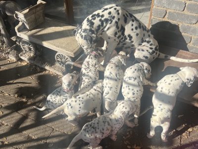 Dalmatian – Nicholson