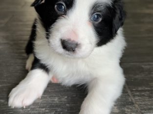 Border Collie – Bemboka
