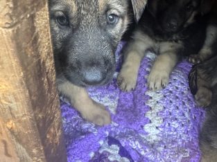 German Shepherd – Menzies Creek