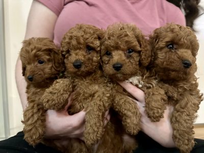 Cavoodle – Narre Warren South