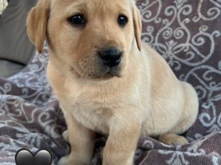 Labrador Retriever – Cowra