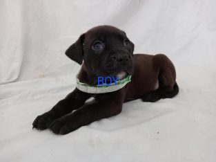 American Staffordshire Bull Terrier – Upper Coomera