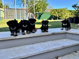 Schnauzer (Miniature) – Woodvale