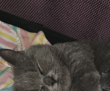 British Shorthair – Dallas