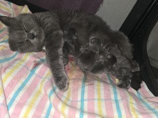 British Shorthair – Dallas